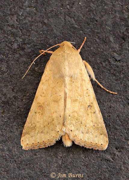 Old Man Dart Moth #2, Arizona--6130