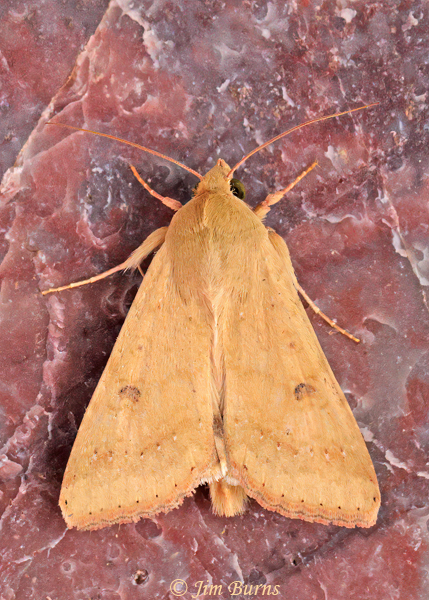 Old Man Dart Moth, Arizona--6141