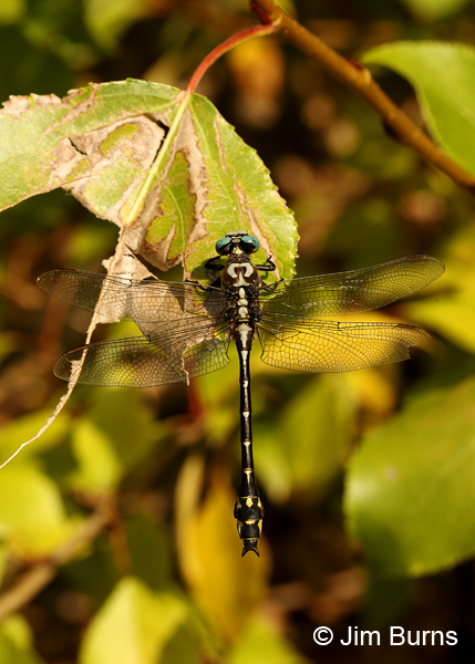 Olive Clubtail male dorsal view, Clark Co., WA, August 2015