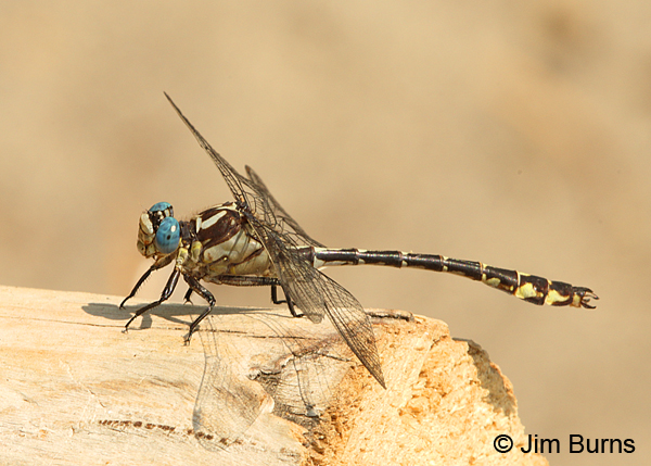 Olive Clubtail male on log, Clark Co., WA, August 2015
