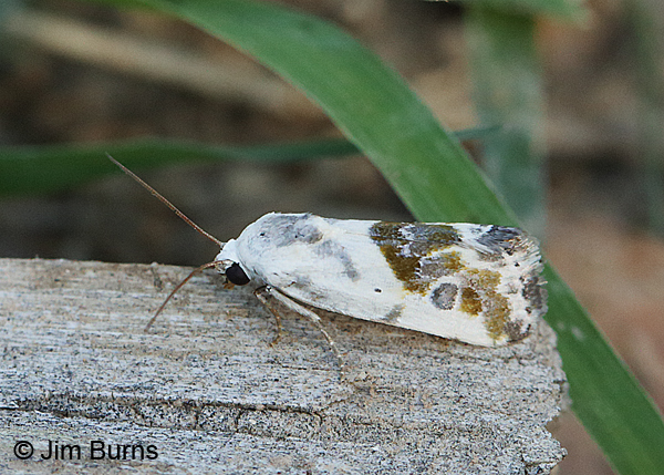 Olive-shaded Bird-Dropping Moth #3, Arizona