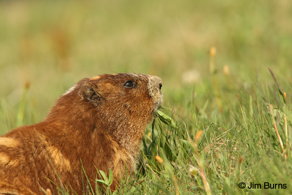 Olympic Marmot eating grass