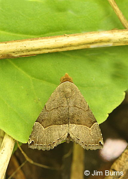Ommatochila Moth, Arkansas