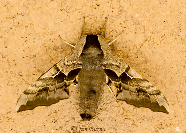 One-eyed Sphinx Moth, Colorado--3308