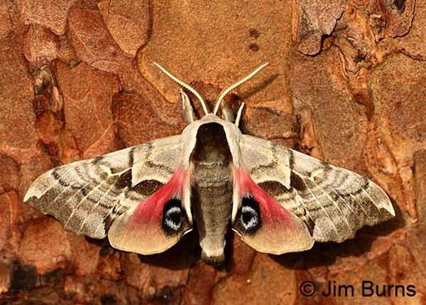 One-eyed Sphinx Moth, Arizona