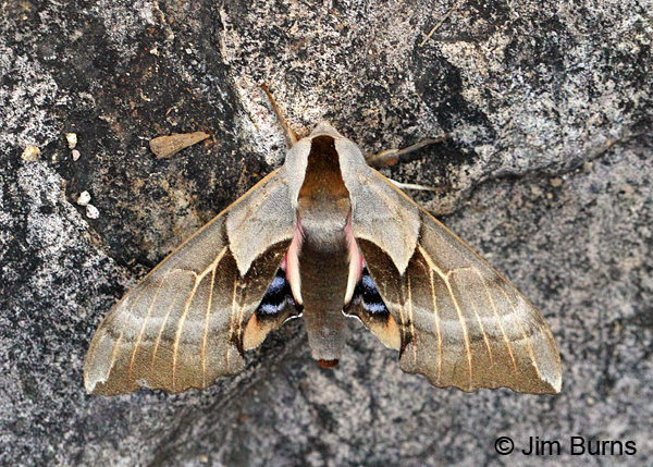 One-eyed Sphinx Moth #2, Arizona