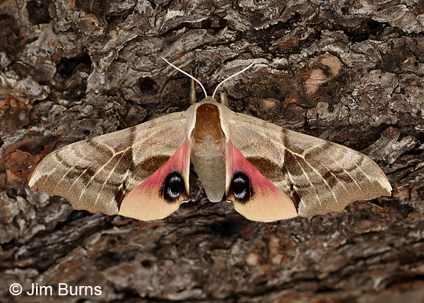 One-eyed Sphinx Moth on bark, Arizona