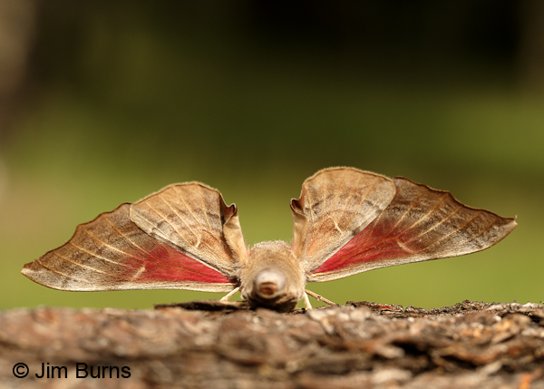 One-eyed Sphinx Moth underwing, Arizona