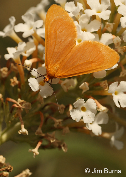 Orange Beggar Moth on Butterfly Bush, Arizona