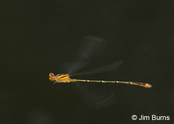 Orange Bluet male in flight, Chesterfield Co., SC, May 2014