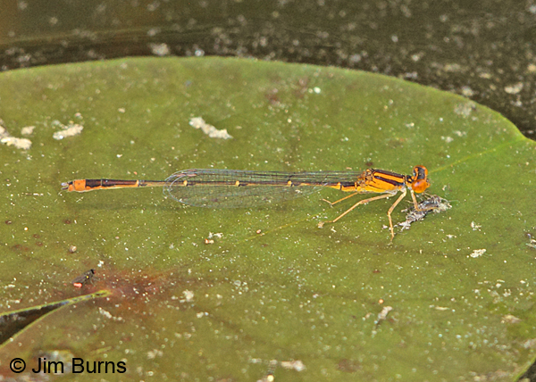Orange Bluet male on lilypad, Chesterfield Co., SC, May 2014