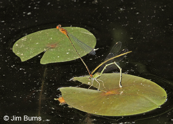 Orange Bluet pair in tandem on lilypad, Chesterfield Co., SC, May 2014