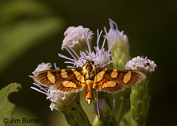 Orange-spotted Flower Moth on Crucita, Texas