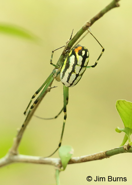 Orchard Orb Weaver dorsal view