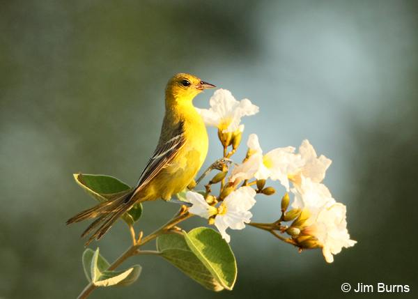 Orchard Oriole female at Texas Olive