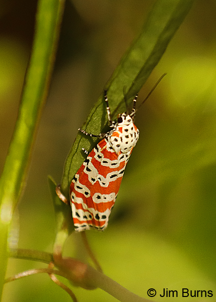 Ornate Bella Moth, Florida--8996