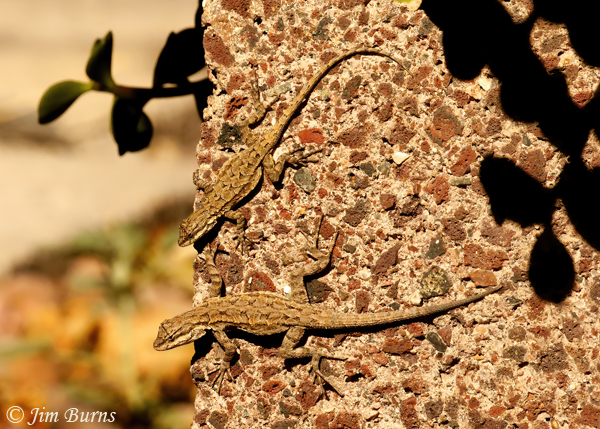 Ornate Tree Lizards--0336