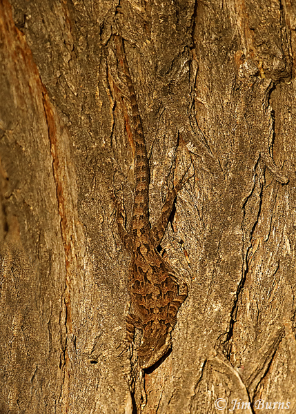 Ornate Tree Lizard camouflage #2--7242