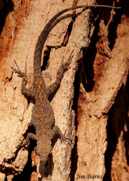 Ornate Tree Lizard blending in--8058