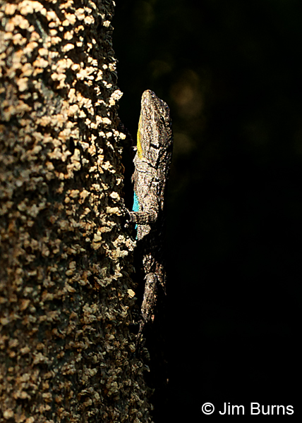 Ornate Tree Lizard ventral view