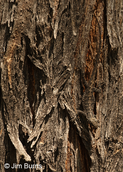 Ornate Tree Lizard camouflage