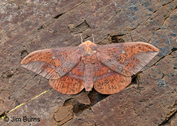 Oslar's Imperial Moth male, rufous variant, Arizona