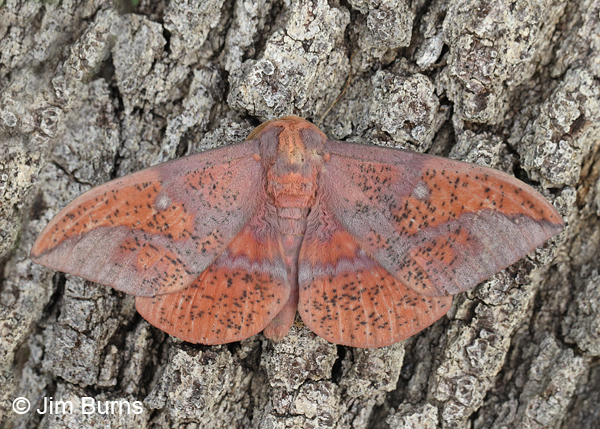 Oslar's Imperial Moth male on bark, Arizona