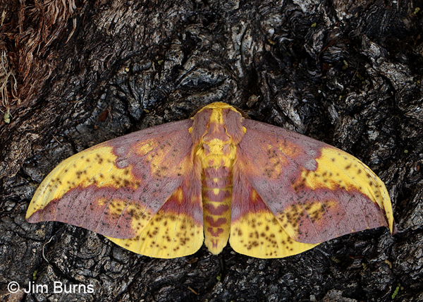 Oslar's Imperial Moth male, yellow variant, Arizona