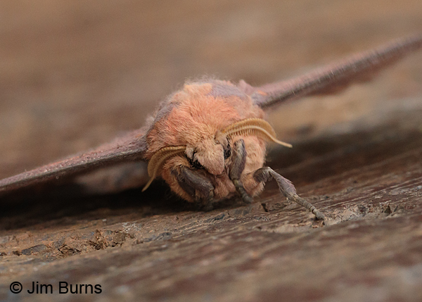 Oslar's Imperial Moth male face shot, Arizona