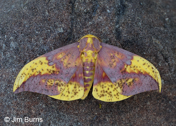 Oslar's Imperial Moth male, yellow variant on rock, Arizona