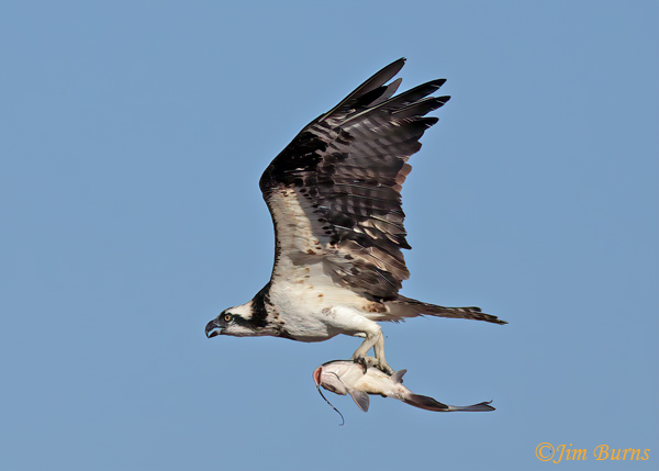 Osprey with catfish--4660