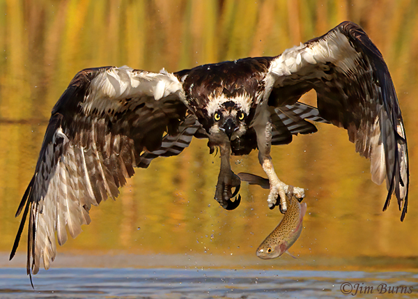 Osprey incoming with trout--6518
