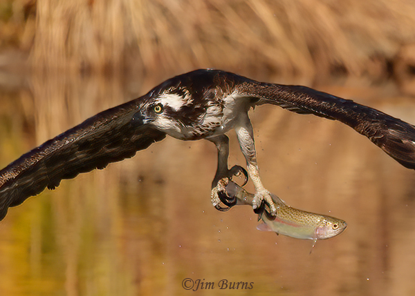 Osprey with trout close-up--6534