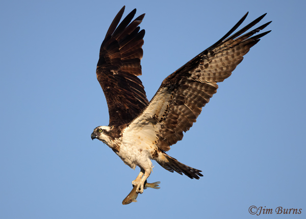 Osprey with trout--7084