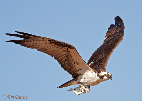 Osprey with trout--8358