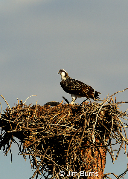 Osprey at nest--3908