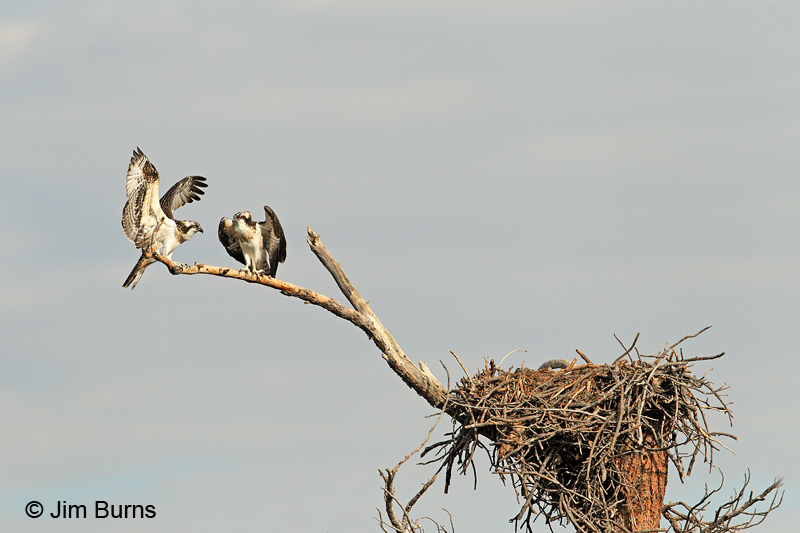 Osprey juveniles at Ponderosa Pine nest