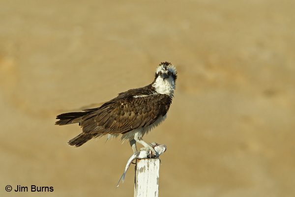 Osprey on pole with fish