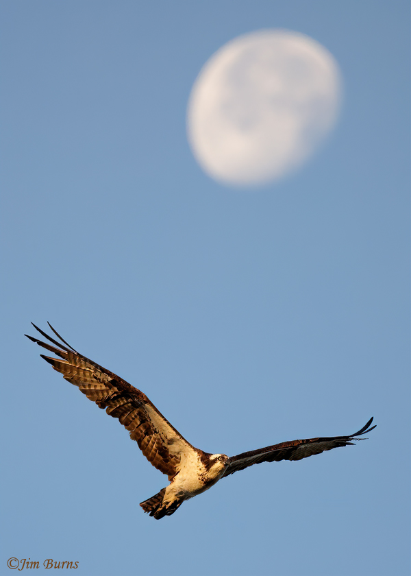 Osprey with moon--6128