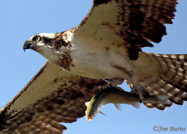 Osprey with trout--4179--2