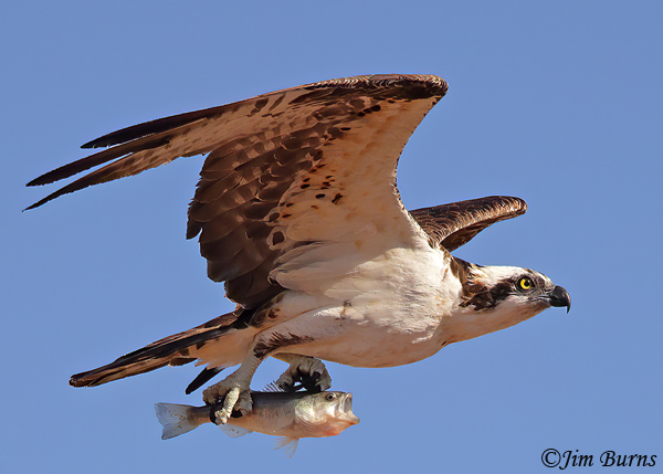 Osprey with trout--7516