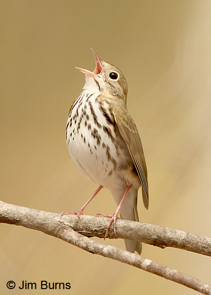 Ovenbird singing on branch