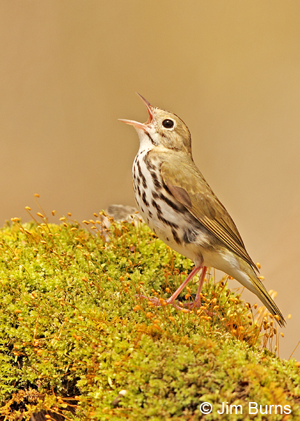 Ovenbird singing on mossy log