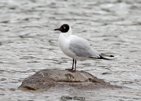 Andean Gull on rock--4111