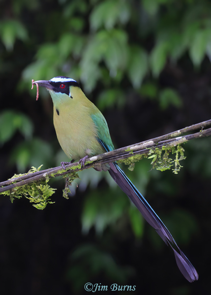 Andean Motmot with worm--5157