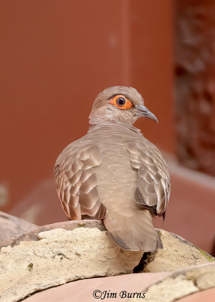 Bare-faced Ground-Dove dorsal view--4330