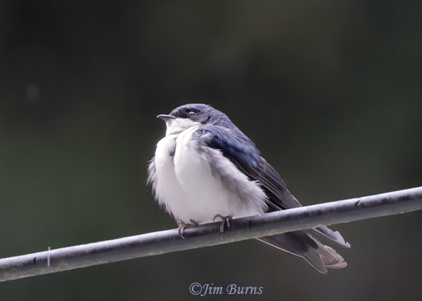 Blue-and-white Swallow--5183