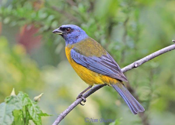 Blue-and-yellow Tanager male--4748
