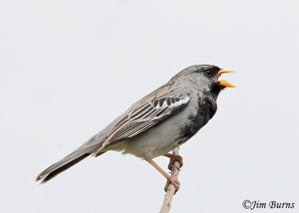 Mourning Sierra-Finch male singing--4055