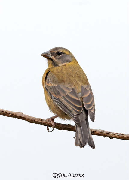 Peruvian Sierra-Finch juvenile--4063